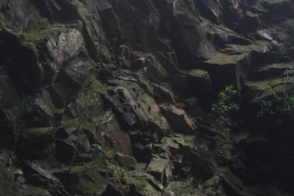 Ou melhor, o andorinhão