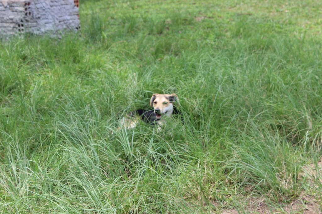 A dona Mariquinha vem recepcionar os visitantes.