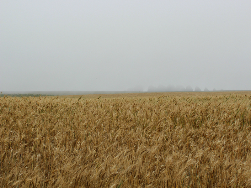 É trigo pra todo o lado.