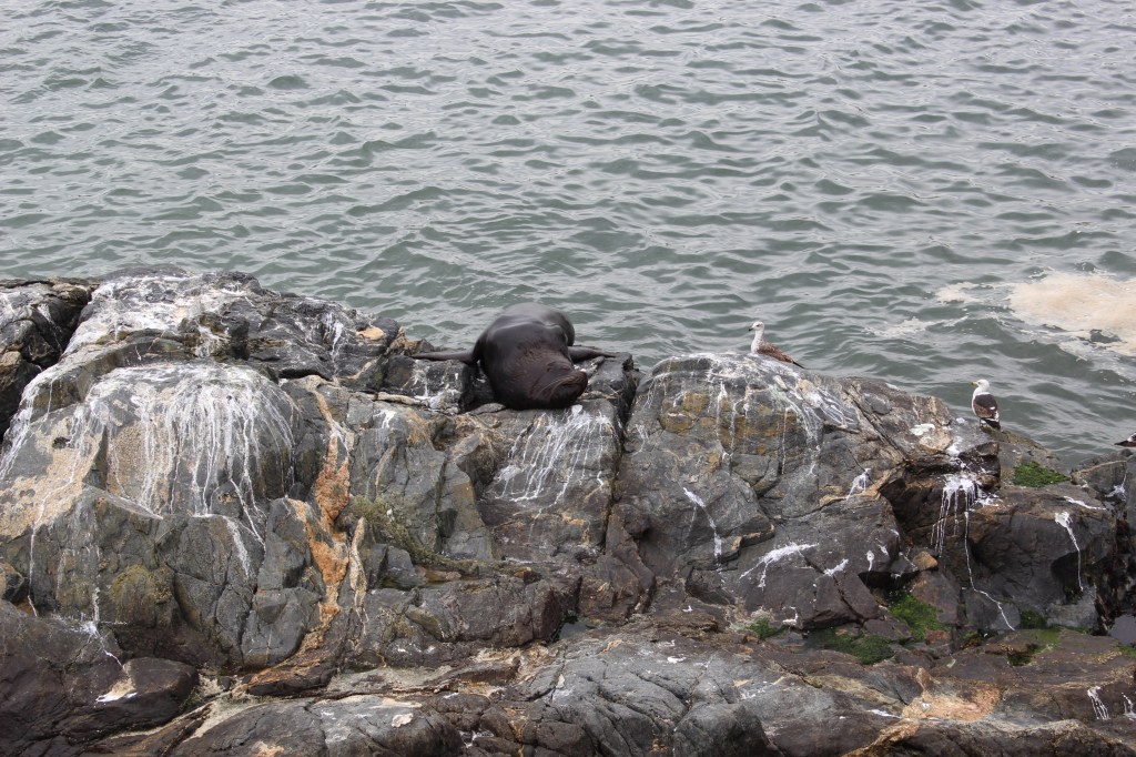 Esse tava tranquilo, acordou apenas para se coçar e dormiu novamente. 