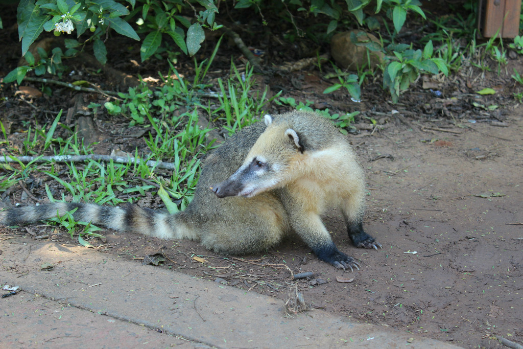 O simpático e malandro quati vem receber os turistas. 