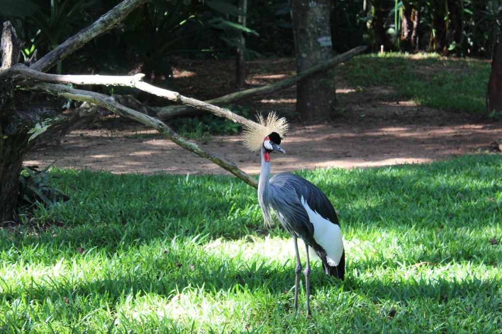 Esse é o Grou, famoso pássaro japonês. 