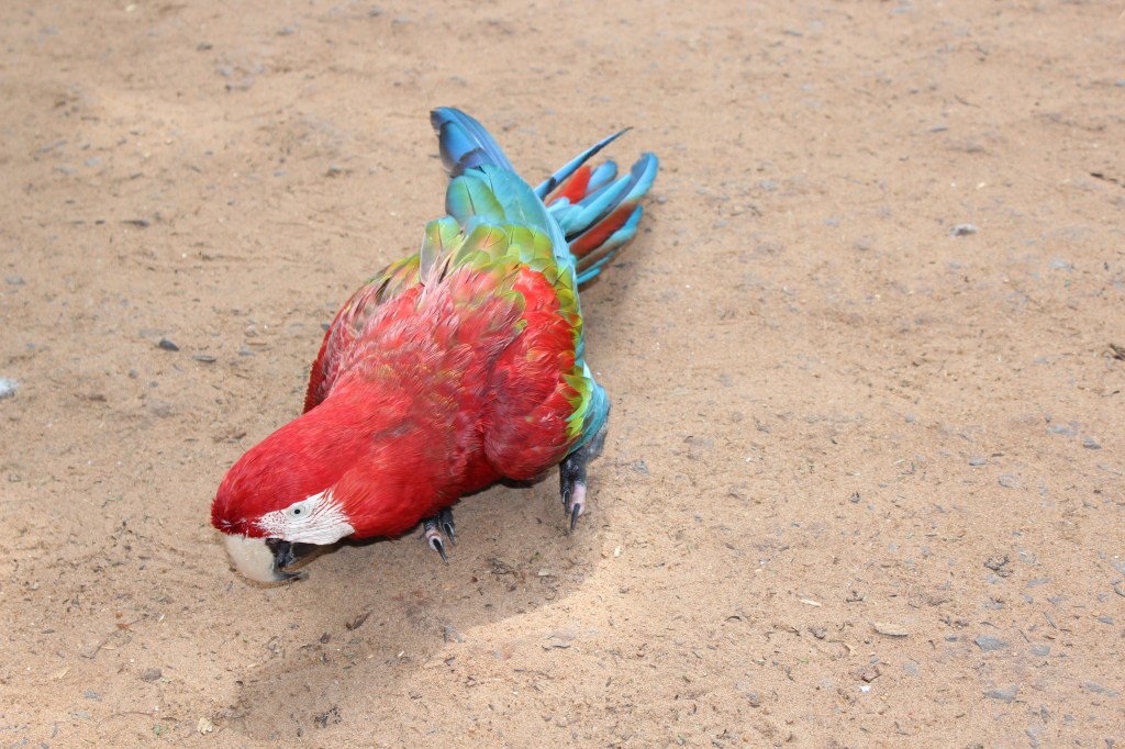 Cheguei a conclusão que visitar o Parque das Aves é obrigatório. 